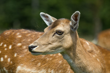 female deer on a meadow