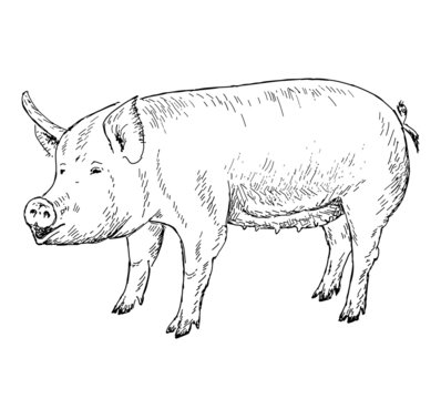 pig hands drawing