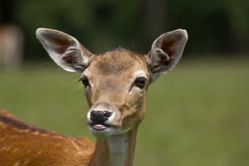 deer on a meadow