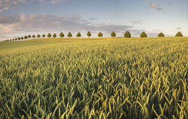 Lato na polu w Niemczech © Mike Mareen