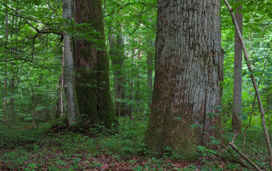 Fototapeta premium Monumental oak trees of Bialowieza Forest