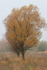 Fototapeta premium Morning autumn landscape meadows forests in the fog