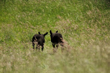 lambs twin in tall grass