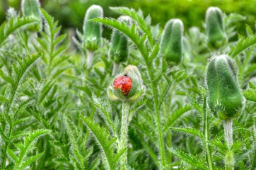 Klatschmohn