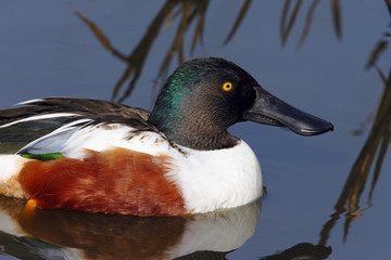 Northern Shoveler Duck (Anas clypeata)