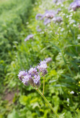 Violet flowering Lacy Phacelia