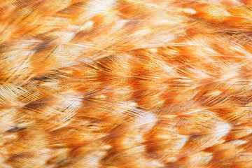 Bright brown feather group of some bird - 66859232