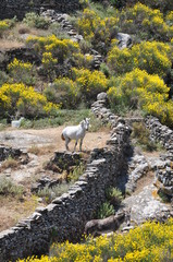 Sifnos - cyclades - randonnée
