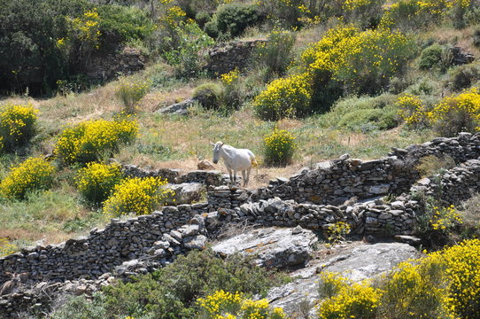 Sifnos - cyclades - randonn&eacute;e