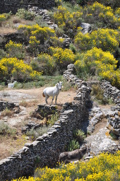Sifnos - cyclades - randonn&eacute;e