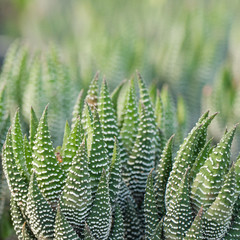 Aloe vera - curative plant