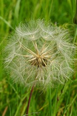 Pusteblume