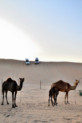 Camel on the background of the dune, Dubai, United Arab Emirates