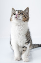 Fototapeta premium Kleines neugieriges Kätzchen