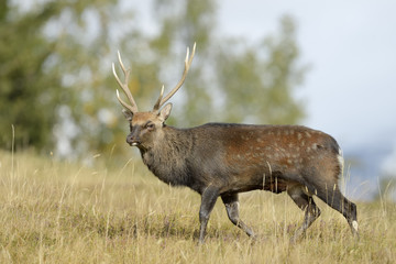 Red deer (Cervus elaphus)  in rut. © andreanita