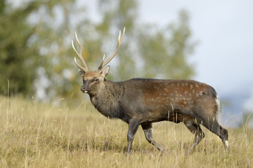 Red deer (Cervus elaphus)  in rut.