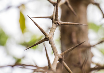 Tree with sharp thorns