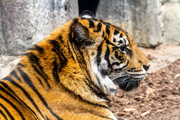 Bengal tiger