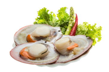 Raw fresh scallop