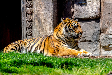Bengal tiger