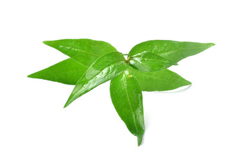 Leaves kesum or persicaria odorata