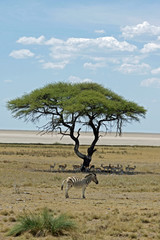 Fototapeta na wymiar Zebra und Springböcke Etosha Nationalpark