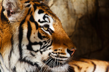 Bengal tiger