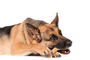 DSH Deutscher Schäferhund Knochen Kauknochen Fressen Kauen