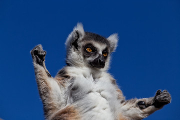 A Ring-tailed Lemur stares and holds his arms up