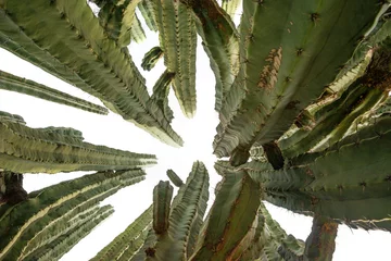 Papier Peint photo autocollant Cactus big cactus - pachycerus weberi