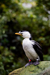Pied Cormorant standing on a rock in woodland