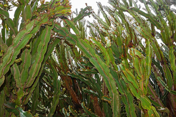 euphorbia candelabrum