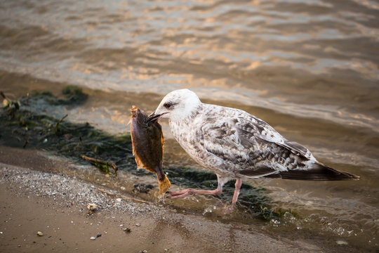 Ostsee-Sturmm&ouml;ve im Abendlicht