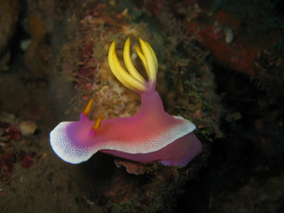 Nudibranch © wernerrieger