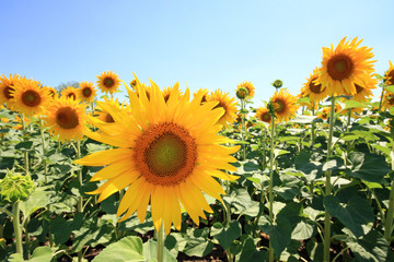 Fototapeta premium France - Mondragon - Tournesols