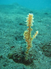 Geisterpfeifenfisch