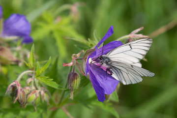 Black-veined White butterfly