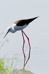 Black-Winged Stilt