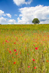 Wheat field