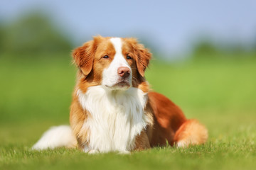 Nova Scotia Duck Tolling Retriever dog