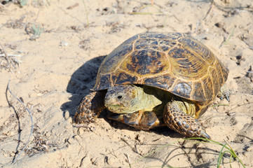 Central Asian tortoise