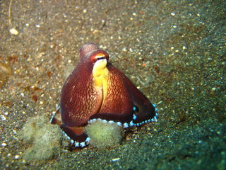 Octopus © wernerrieger