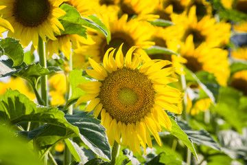 Giant Texas Sunflower