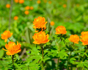 Forest flowers in Siberia, Globeflower