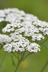 Gemeine Schafgarbe © Karin Jähne