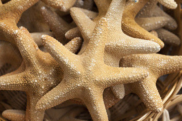 Starfish and seashells souvenirs for sale