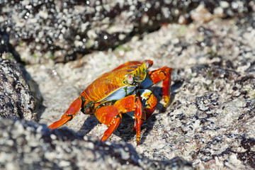 Galapagos red rock crabs