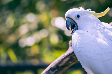 Close up of yellow crested cockatoo