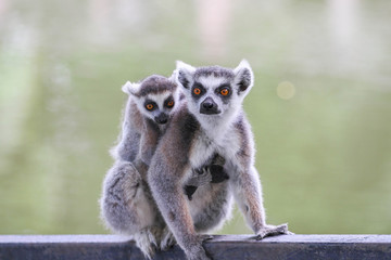 ring-tailed lemur (lemur catta) © seubsai