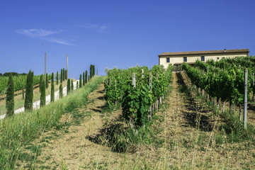 Vine plantations and farmhouse in Italy